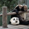 panda-oblozhka-oboi