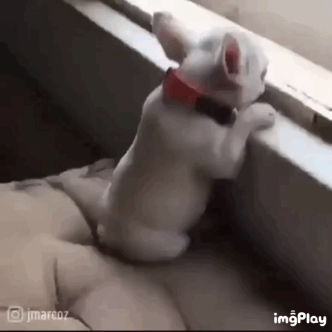 산책이 나가고 싶은 댕댕이.gif | 인스티즈