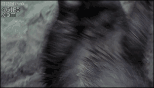 animated gif of what appears to be a honey badger dancing