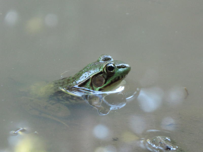 Mink Frog. Photo: Claire Jenkins